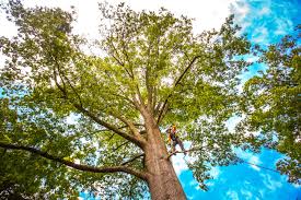 How Our Tree Care Process Works  in  Huntington Woods, MI