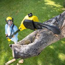 Best Hazardous Tree Removal  in Huntington Woods, MI