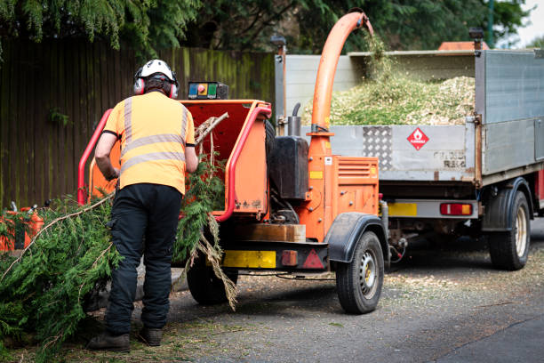 Huntington Woods, MI Tree Care Services Company