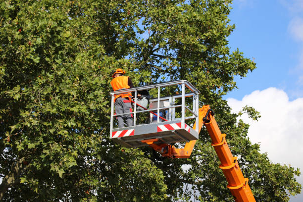 Best Tree and Shrub Care  in Huntington Woods, MI