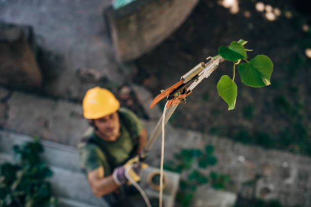 Best Arborist Consultation Services  in Huntington Woods, MI