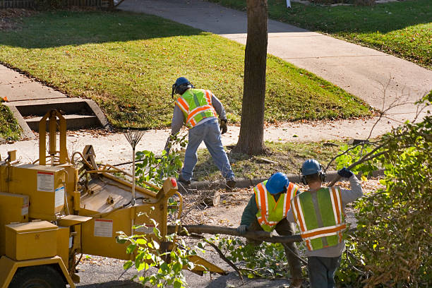 Best Stump Grinding and Removal  in Huntington Woods, MI